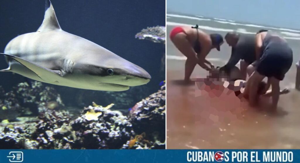Al menos cuatro ataques de tiburón se registraron durante las celebraciones del 4 de Julio en South Padre Island, en el estado de Texas.