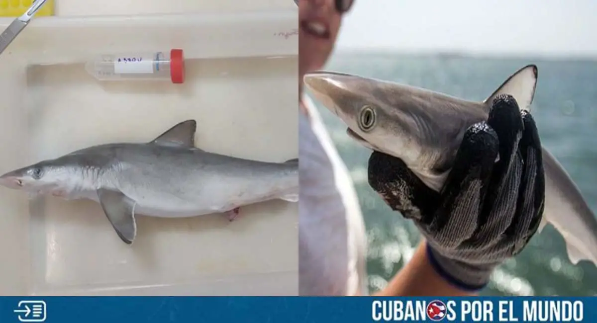 Alarma en Brasil: 13 tiburones dieron positivo en prueba de cocaína