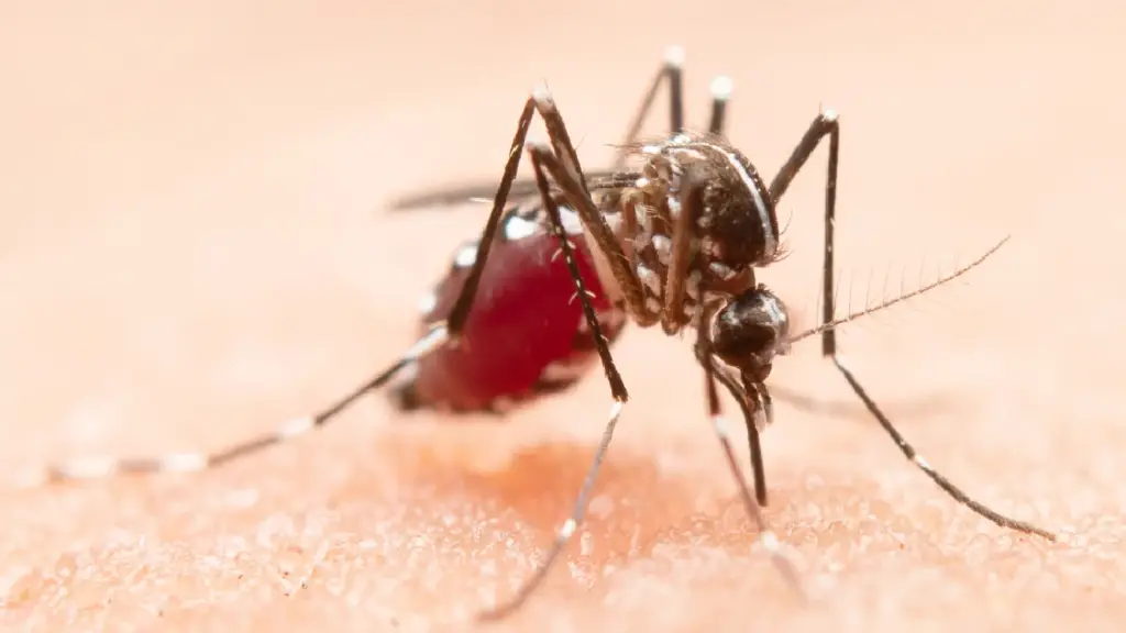 Florida reporta más de 20 casos del virus de Oropouche en viajeros que regresaron de Cuba