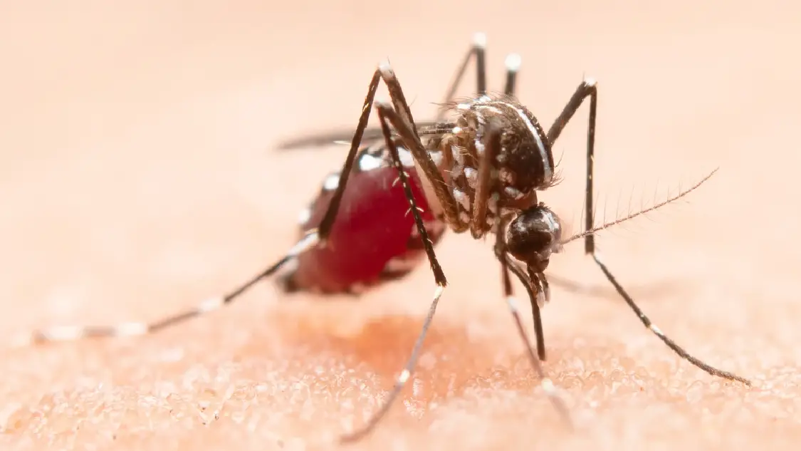 Florida reporta más de 20 casos del virus de Oropouche en viajeros que regresaron de Cuba