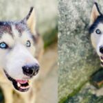La animalista cubana Yenney Caballero, publicó un álbum de fotografías donde se aprecia el impresionante cambio que dio un perro que rescató.