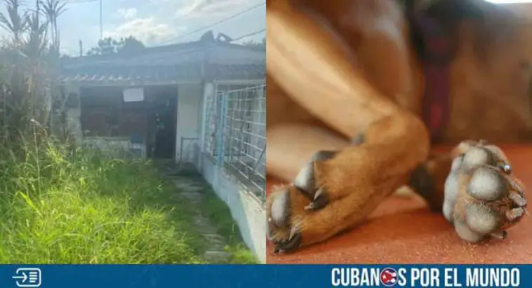 Solicitan ayuda para la creación de un refugio de perros en Mayabeque