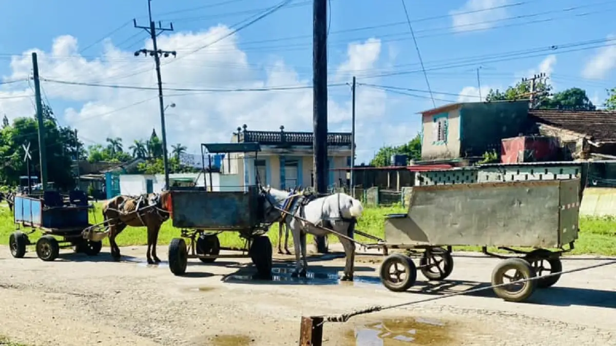 Reportan nuevo maltrato animal en Mayabeque: caballos bajo el inclemente sol