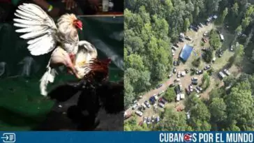 Cubanos en Carolina del Norte arrestados por peleas de gallos clandestinas