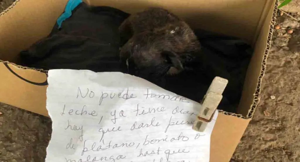 Perrito fue abandonado con una nota en La Habana