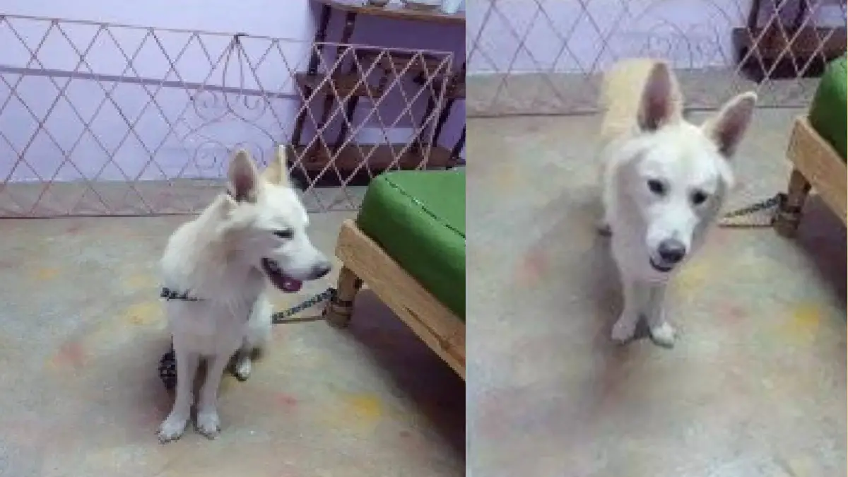 Santiago de Cuba: Mujer busca a dueños de perro perdido que encontró en la calle