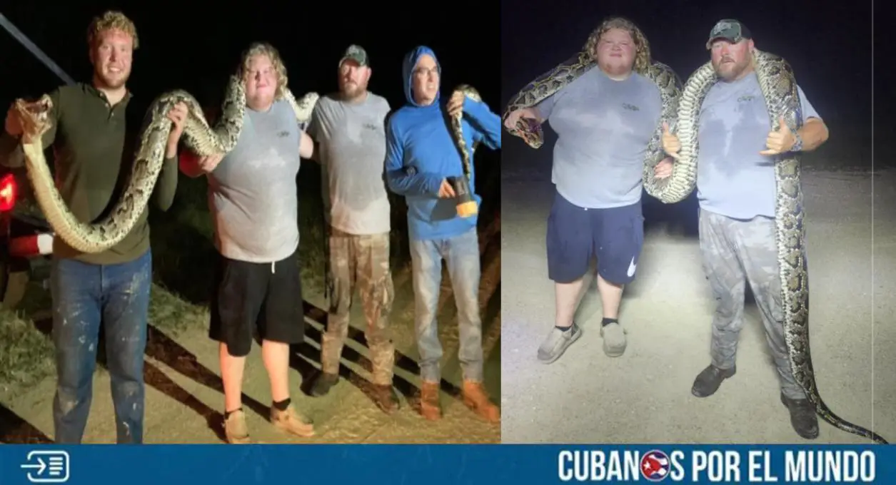 Esta semana fue capturada de una serpiente pitón de las más grandes de la historia que ha sido registrada en el estado de la Florida.