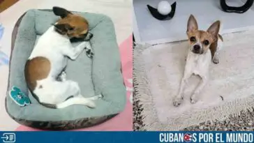 Cubana en Sancti Spíritus ofrece recompensa para recuperar a su perrito