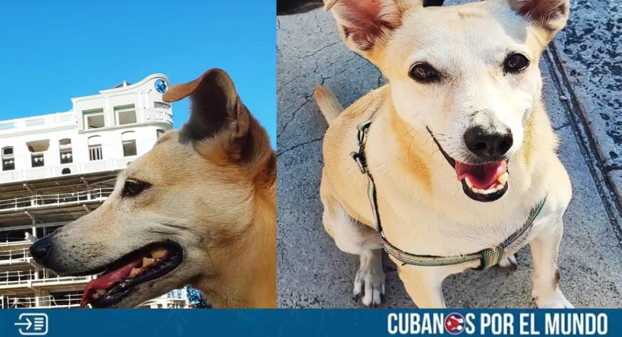 Esta semana, a través de las redes sociales, los protectores de animales en La Habana, informaron que el dinero para operar a Sara, una de las perritas que sobrevivieron a la explosión del hotel Saratoga, fue recaudado con gran éxito. La operación tenía un costo de cinco mil pesos. 