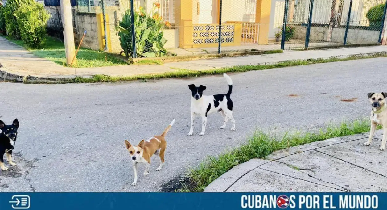 La dictadura castrista reconoció el aumento de casos de maltrato animal en Cuba, pero minimizó sus responsabilidades en torno a esa situación.