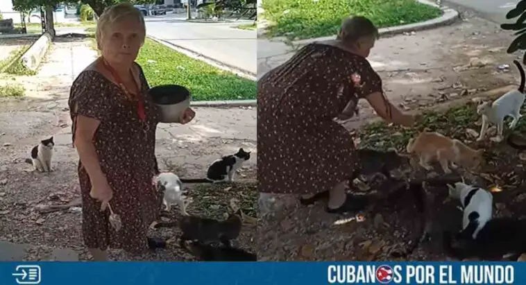 Comunidad de La Habana conmovida por anciana rusa que alimenta a gatos callejeros