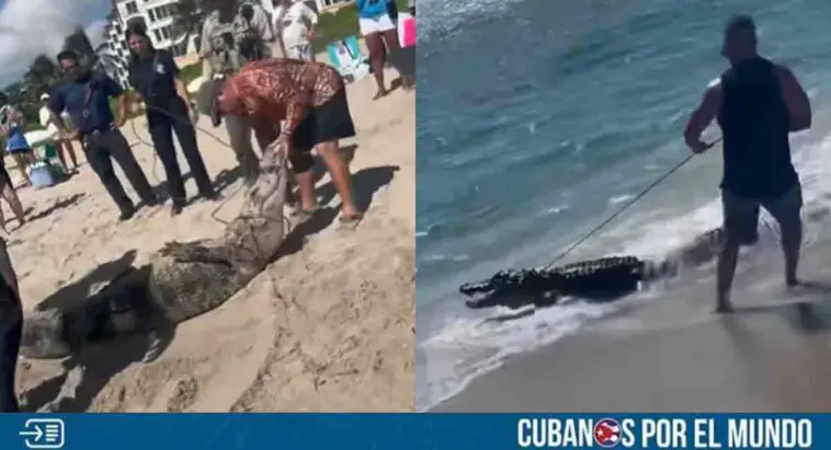 Florida: Atrapan a caimán que se paseaba cerca de una playa