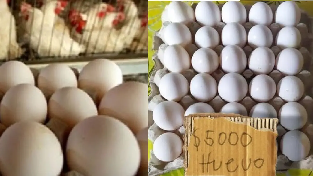 Gallinas dominicanas al rescate de Cuba
