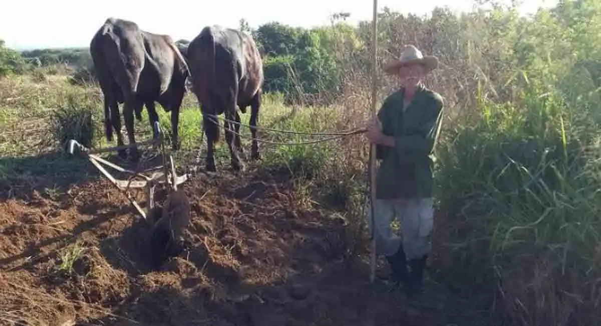 Denuncia contra MININT en Manicaragua, por inacción policial ante robo a un anciano de 80 años