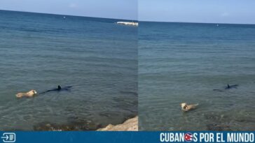 Momentos de tensión se vivieron en una playa de España después de que un perro decidiera lanzarse al agua para “enfrentar” a un tiburón, captando la atención de los bañistas presentes en el lugar.