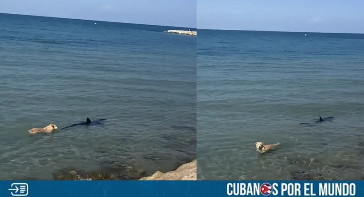 Momentos de tensión se vivieron en una playa de España después de que un perro decidiera lanzarse al agua para “enfrentar” a un tiburón, captando la atención de los bañistas presentes en el lugar.