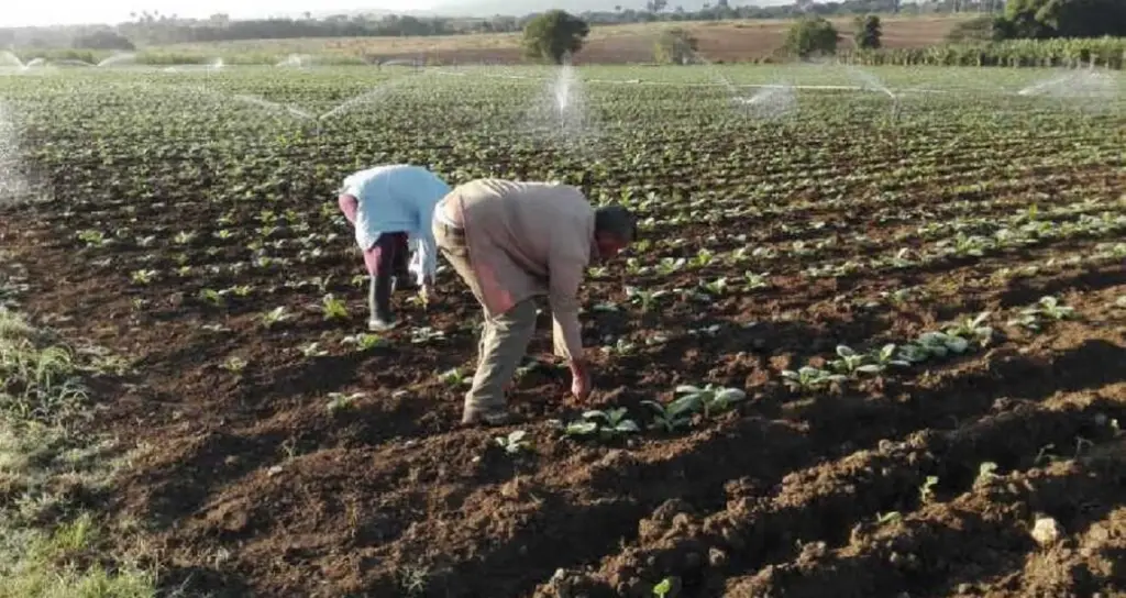 Régimen aprieta y ahoga a los tabacaleros en Sancti Spíritus
