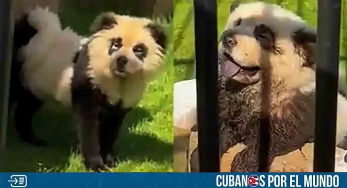INSÓLITO: Zoológico chino pintó a perros como pandas para atraer visitantes
