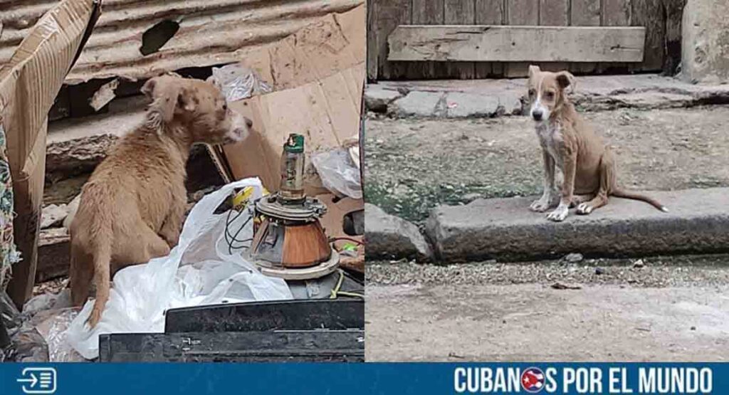 Piden ayuda para perrito abandonado en La Habana