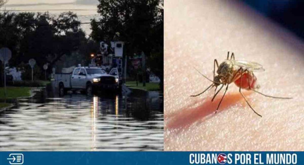 Reportan aumento del dengue en Florida luego del paso del huracán Milton