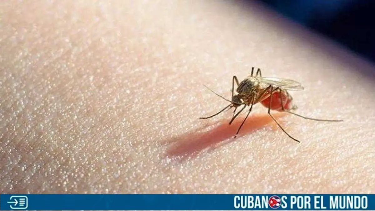 dengue