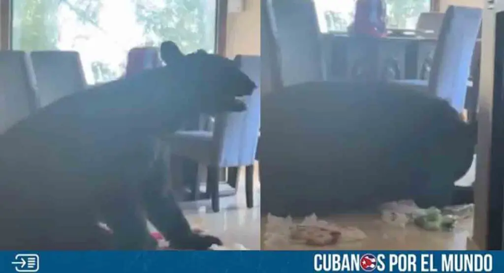 Oso sorprende a familia dentro de su casa en México