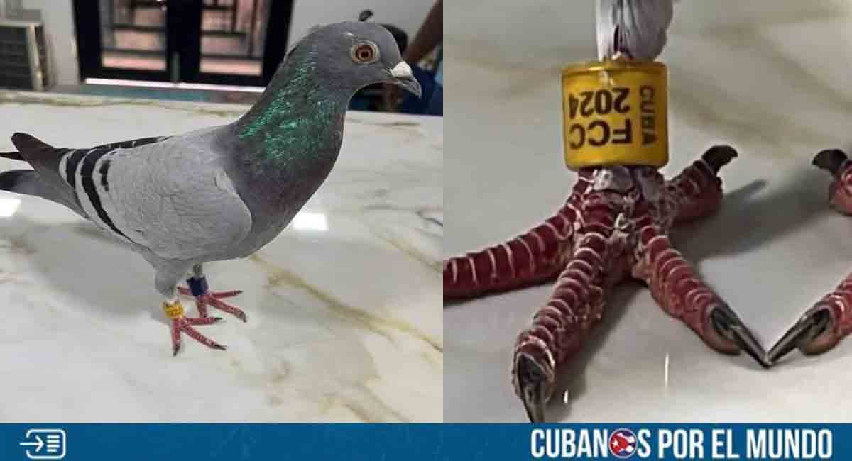Encuentran en Yucatán una paloma con un anillo y un mensaje desde Cuba