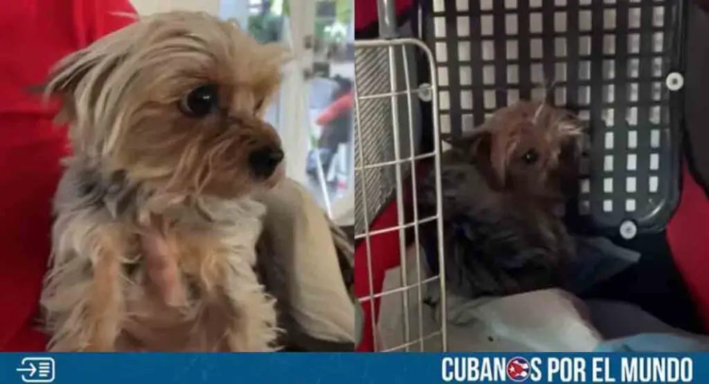 Perrita robada en Hialeah es regresada a su familia