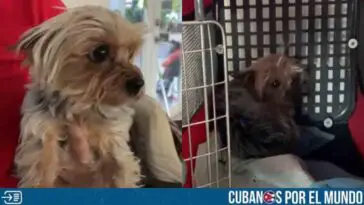 Perrita robada en Hialeah es regresada a su familia