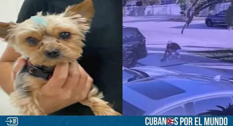 Costosa perrita fue robada en Hialeah y la familia ofrece 2 mil dólares de recompensa