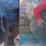 Pescadores cubanos de Pinar del Río capturaron a un tiburón tigre que aproximadamente pesa 300 libras y mide tres metros de largo en aguas al sudeste de la Isla de la Juventud.