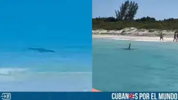 Captan a tiburones nadando bien cerca de la costa de Cayo Santa María