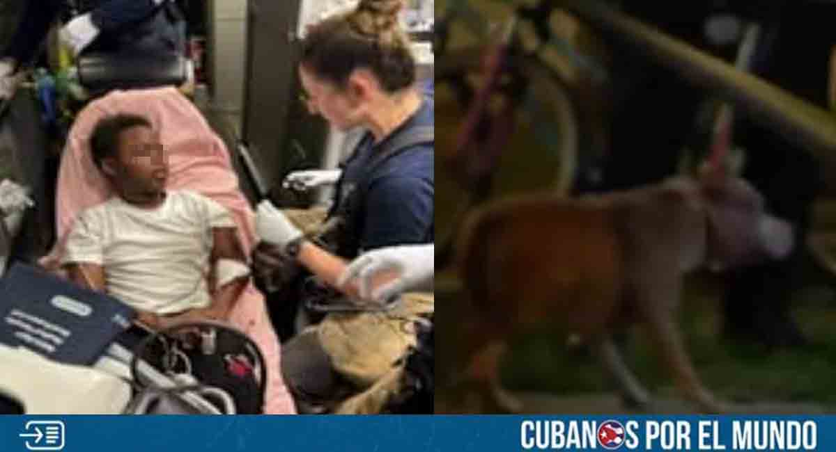 Adulto y niño fueron hospitalizados tras ataque de perros en Florida