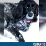 Cubana desesperada por encontrar a su mascota. Estaban a punto de irse de Cuba: "No me voy sin ella", afirma.