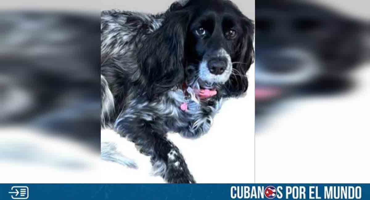 Cubana desesperada por encontrar a su mascota. Estaban a punto de irse de Cuba: "No me voy sin ella", afirma.