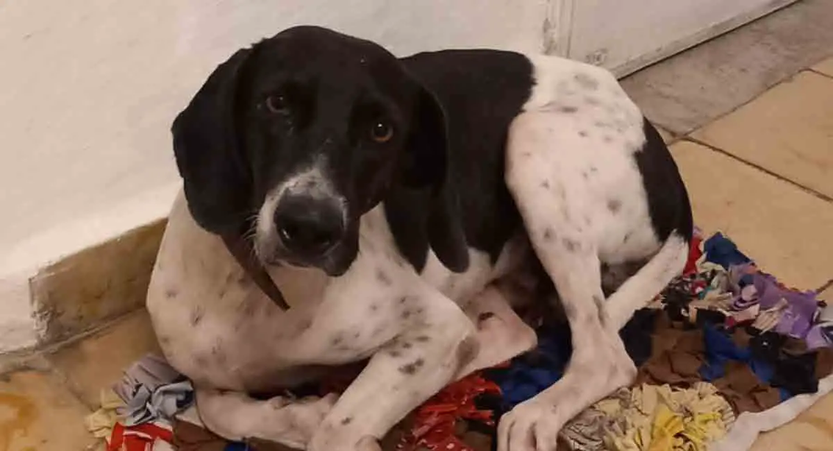Familia desesperada ofrece recompensa por su perro perdido en Ciego de Ávila