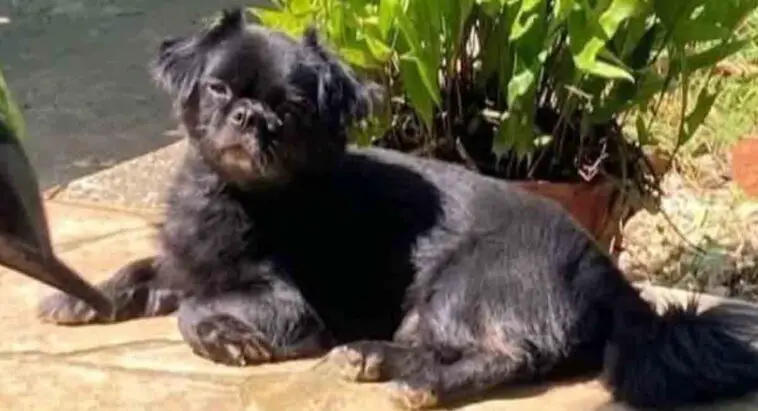 Familia de La Habana pide ayuda para recuperar a su perrito perdido: "Es un bebé para nosotros"