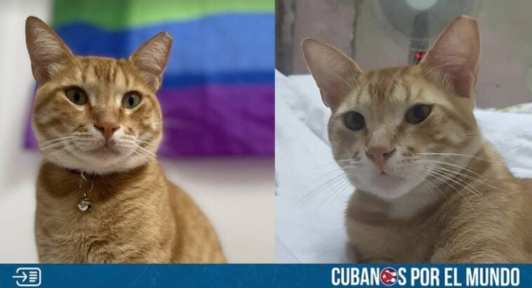 Una cubana acudió a las redes sociales para pedir ayuda para encontrar su gato, quien se encuentra desaparecido en La Habana.