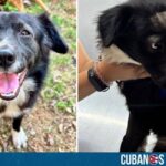Por medio de las redes sociales se difundió una petición de ayuda para un perrito que perdió un ojo durante una pelea en La Habana.
