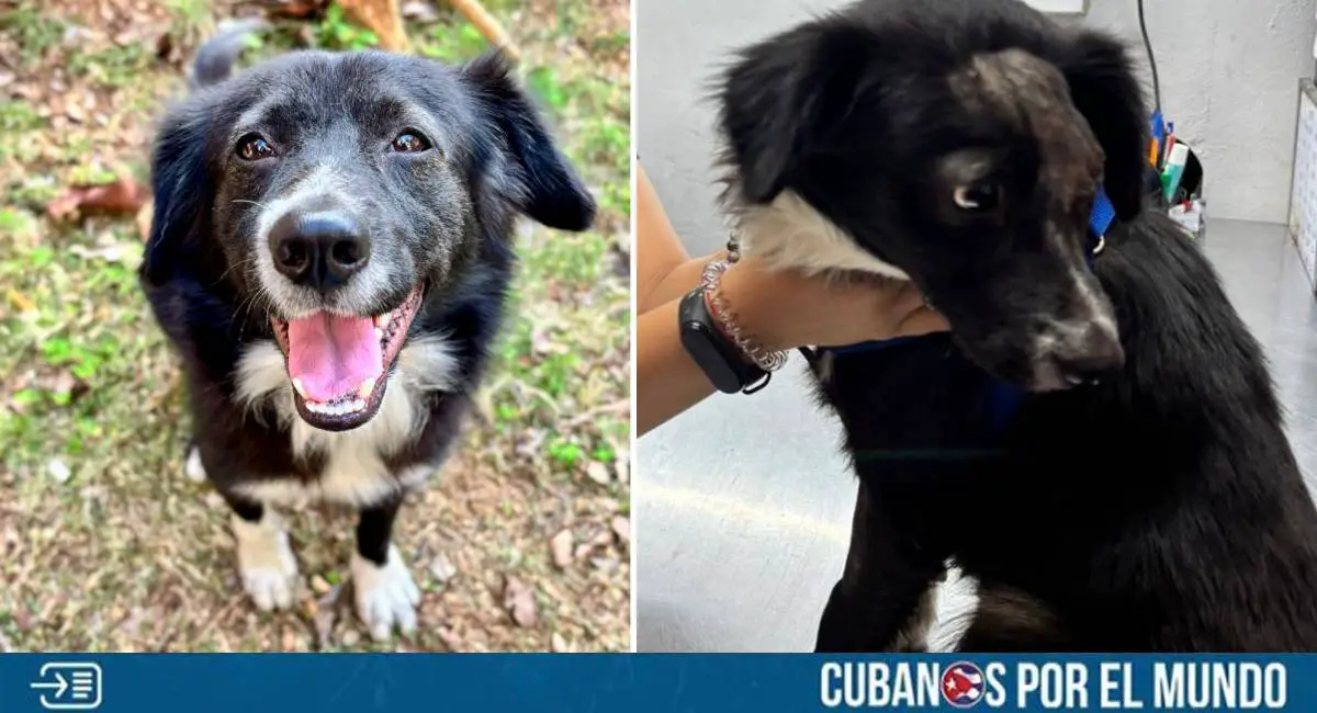 Por medio de las redes sociales se difundió una petición de ayuda para un perrito que perdió un ojo durante una pelea en La Habana.