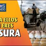 La miseria en Cuba cada día se intensifica más, y una muestra de esto, es lo ocurrido recientemente en el poblado de Zaza, en la provincia de Sancti Spíritus, en donde trasladaban el pan en el carretón de basura.