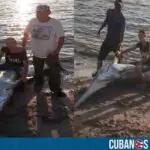 Pez emperador fue capturado por pescadores en Matanzas