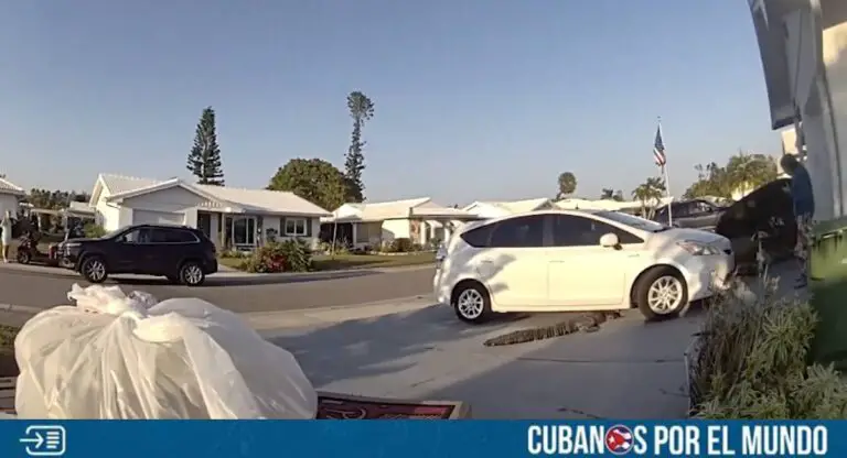 Enorme cocodrilo interrumpe la entrega de una pizza en Florida (+VIDEO)