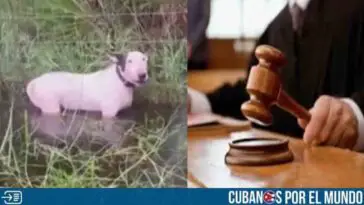 Florida: Aprueban la "Ley del Patrullero" sobre abandono de animales en desastres naturales