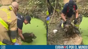 Florida: Bomberos logran rescatar a perro atrapado en un estanque