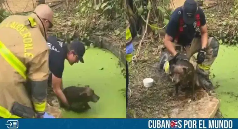 Florida: Bomberos logran rescatar a perro atrapado en un estanque