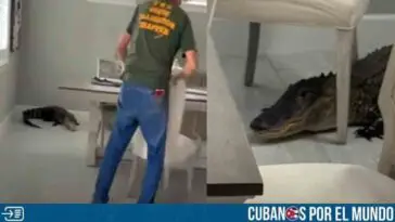 ¡Qué susto! Hombre en Florida se encontró a un caimán en su cocina