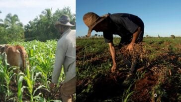 #CubaEstadoFallido anuncia nuevas sanciones agrícolas como “solución” ante la escasez de alimentos