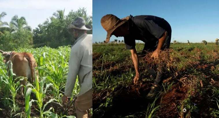 #CubaEstadoFallido anuncia nuevas sanciones agrícolas como “solución” ante la escasez de alimentos