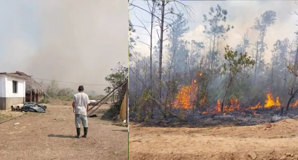 Pinar del Río: Más de 160 hectáreas afectadas tras incendios forestales